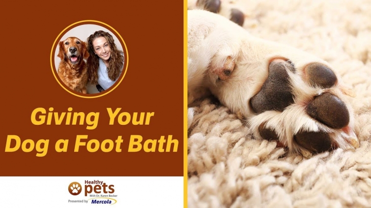 Giving Your Dog a Foot Bath