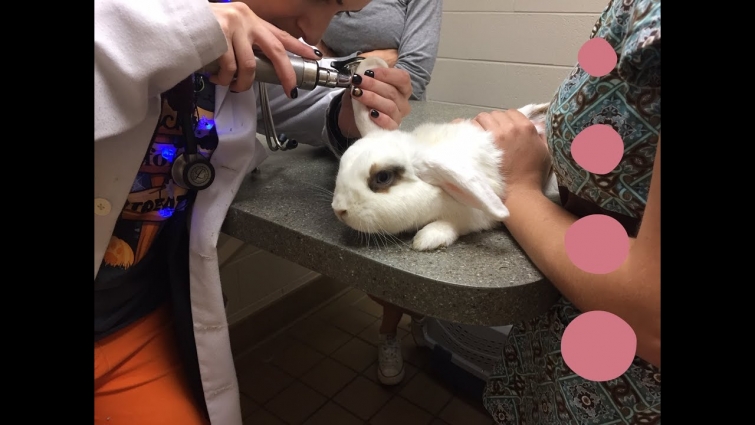 VLOG: vet appointment & Shopping!