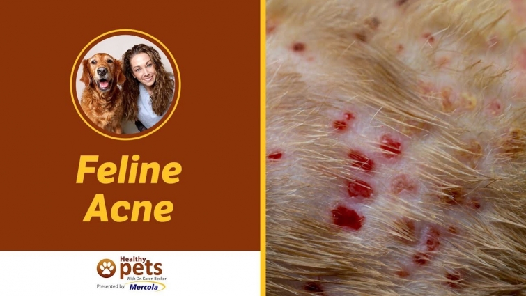 Dr Becker: What You Need to Know About Feline Acne