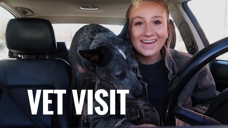Taking my Dog to the Vet