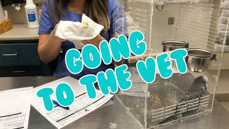 Taking My Budgies to the Avian Veterinarian 💉 Not so Great News 😔