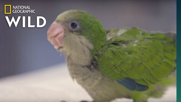 A Quaking Parrot | Dr. T, Lone Star Vet