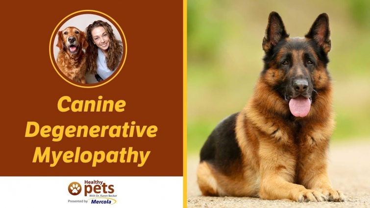 Canine Degenerative Myelopathy
