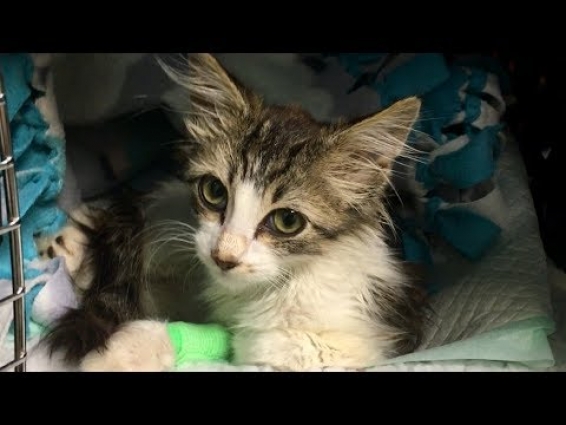 Luna & Hope's Vet Appointment, Results And Surgery Details – Rescuing Sick Kittens