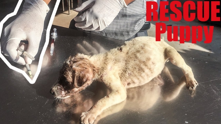 Rescue Abandoned Puppies Giving Dog VET and Dog Treatment