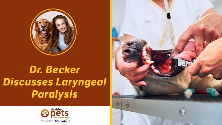 Dr. Becker Discusses Laryngeal Paralysis