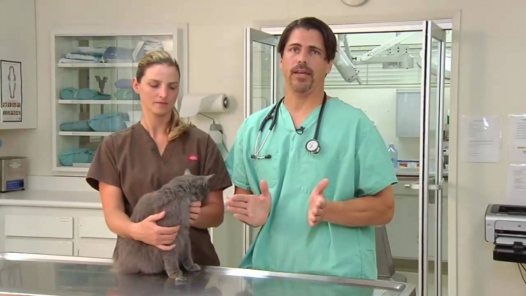 How To Give Your Cat A Pill – VetVid Episode 020