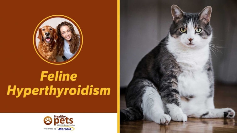 Feline Hyperthyroidism