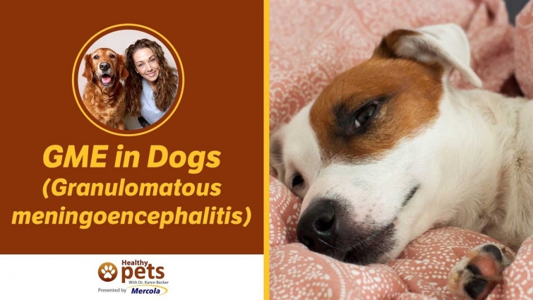 Dr. Becker Speaks About GME in Dogs