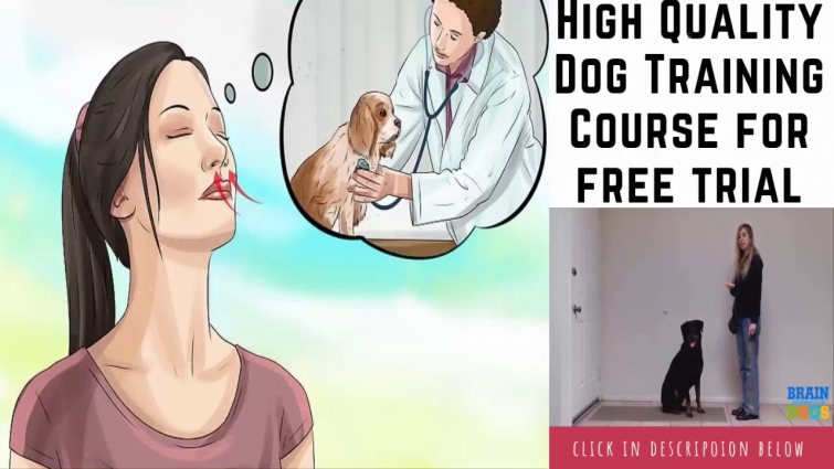 prepare your dog for the vet videos