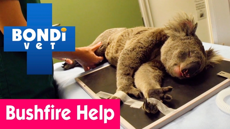 🐨 Dr Alex's Bushfire Emergency in Australia