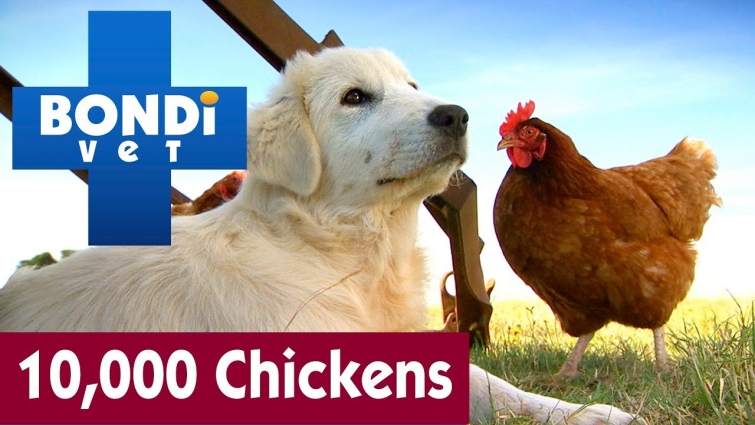 🐔 Over 10,000 Chickens On Farm