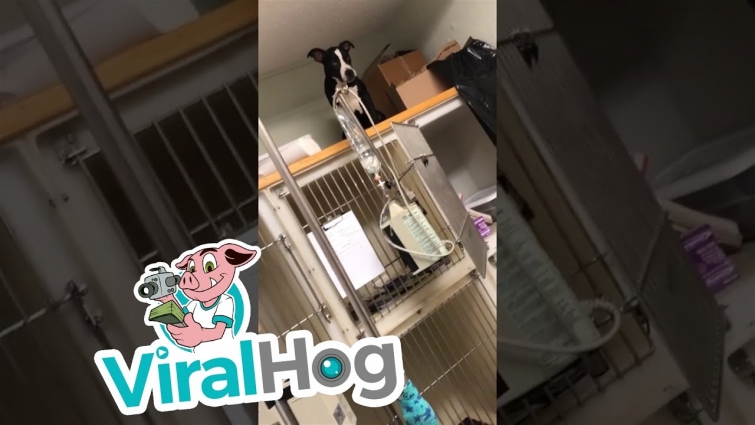 Vet Tech Life || ViralHog