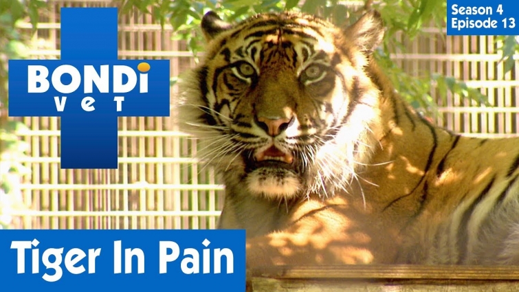 🐯 Tiger Tooth Ache | S04E13 | Bondi Vet