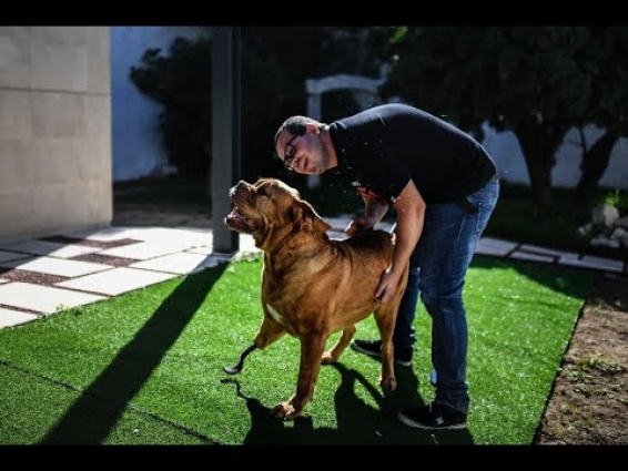 Ronda the dog gets new legs