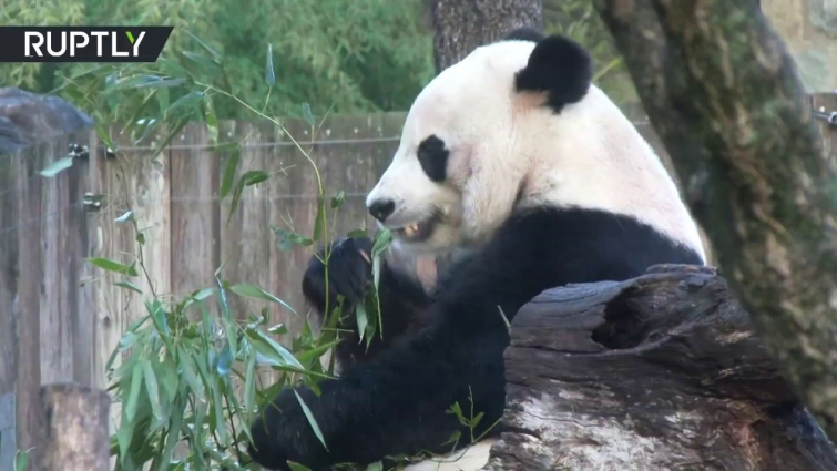 Giant panda leaves Washington DC for China in private FedEx jet