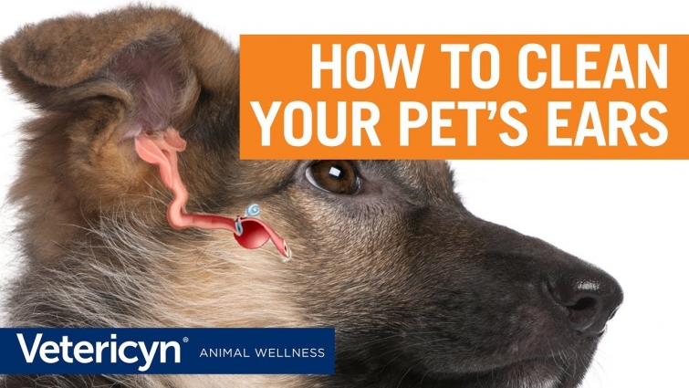 How To Clean Your Pet's Ears With Vetericyn Plus – Veterinarian Dr. Mindy