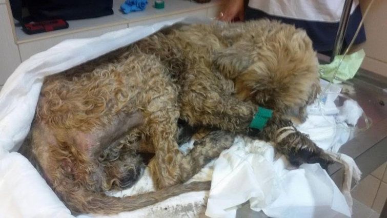 Rescue Hurt Dog Skin & Bones, Powerless, Smeel of infection, Many Worms | Happy Ending