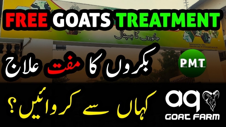 How to Get FREE Goats Treatment (Almost)? Veterinary Hospital in Karachi Pakistan for Pets & Animals