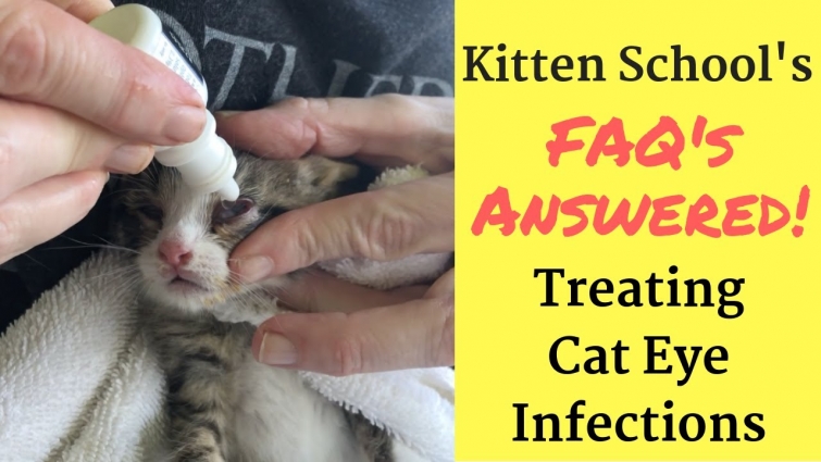Treating a Cat or Kitten Eye Infection at Home