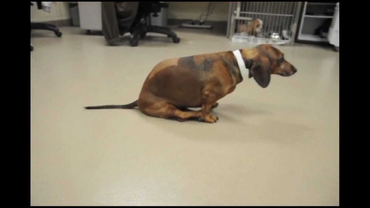 Saving Dogs with Spinal Cord Injuries – No Audio