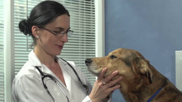 A Veterinarian's Input: Why Do So Many Commit Suicide?