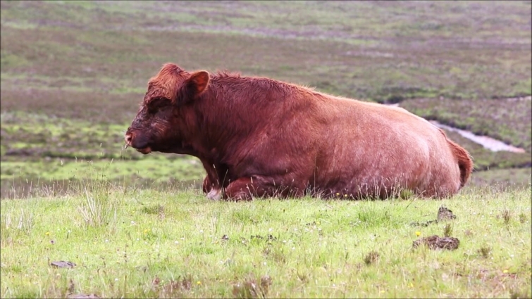 🎂🎁🎈 Funny birthday wishes- "Happy Birthday"- cow singing 🐮🐄