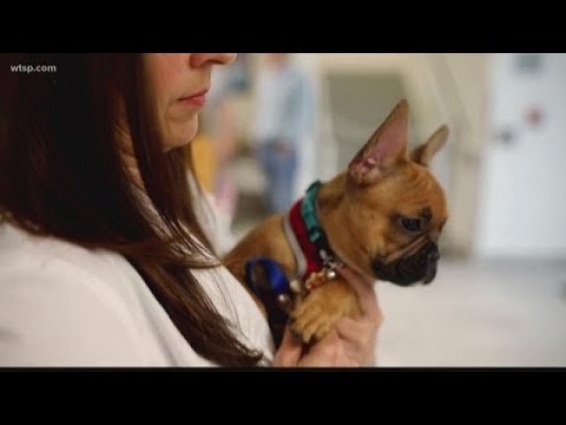Keeping your pet safe during the holiday season