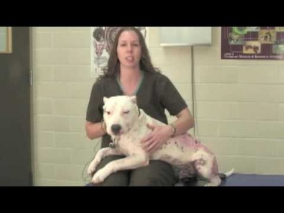 Veterinary Procedures – Obtaining a Fecal Sample