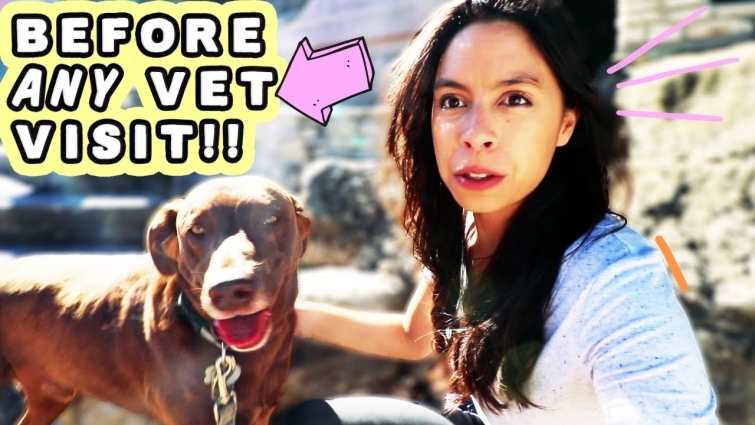 DON'T GO TO THE VET BEFORE WATCHING THIS 🙈 Tips for anxious and nervous dogs!!