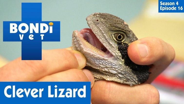 🦎 Clever Lizard | S04E16 | Bondi Vet