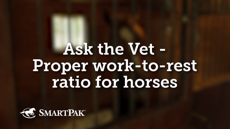 Ask the Vet – Proper work-to-rest ratio for horses