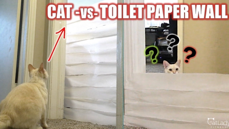 Puppy tries the CAT vs TOILET PAPER WALL Challenge! 💪🏼🙀 (with an Alfred cameo, of course!)