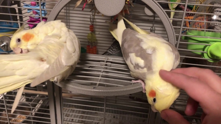 Muffin and Blossom Both Enjoying Morning Scratches