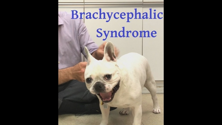 Brachycephalic syndrome explained well.  Or, why does my dog snore and how can I help?