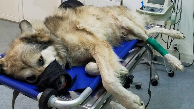 Rescue Poor Old Dog beated to death and left behind in the grass  CRUELTY case  Heartbreaking
