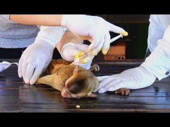 Vet help clean pus on back for baby monkey Harper | Adorable Harper not move need vet help.
