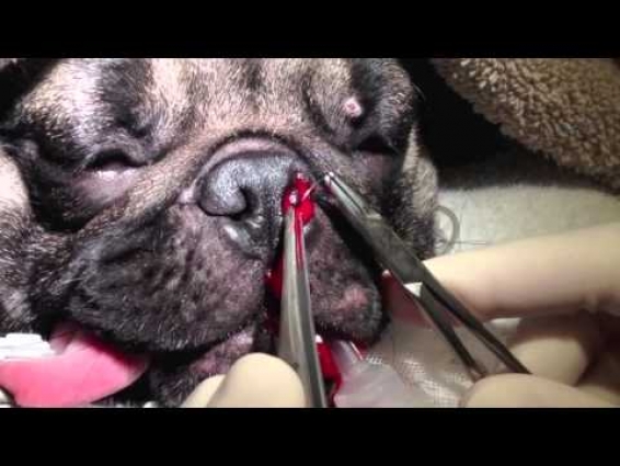 Surgically correcting stenotic nares