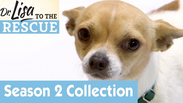 🐶 Meet All The Dogs | Season 2 | Dr Lisa to The Rescue