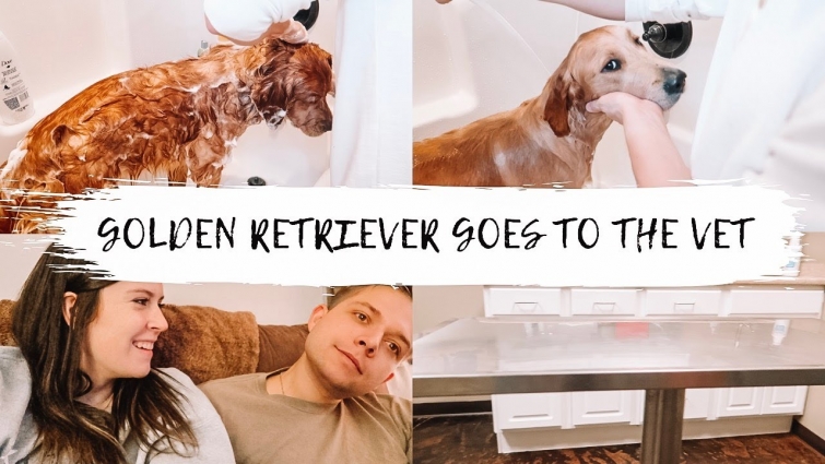 GOLDEN RETRIEVER GOES TO THE VET | VLOGMAS DAY 1