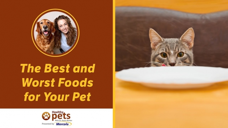The Best and Worst Foods for Your Pet