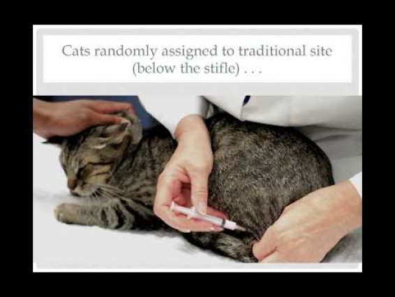 Vet to Vet: Tail Vaccination in Cats: Balancing Disease Protection and Cancer Treatment