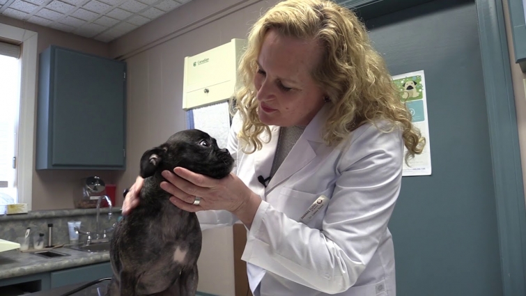 Why dogs should not eat marijuana, a veterinarian explains