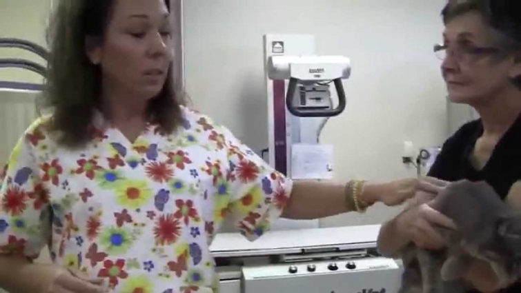 Dr. Becker: How to Brush A Cat's Teeth