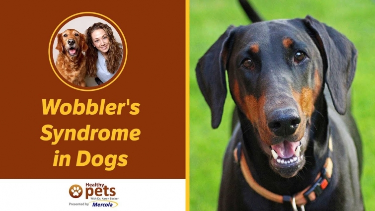 Wobbler's Syndrome in Dogs