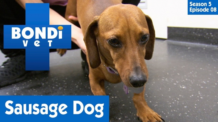 🐶 Sick Sausage Dog | S05E08 | Bondi Vet