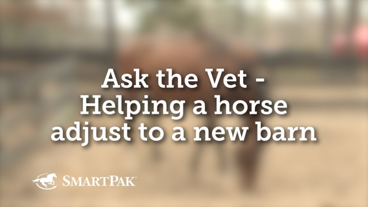 Ask the Vet – Helping a horse adjust to a new barn