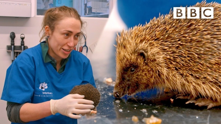 A very cute hedgehog’s day at the vet 😍🦔 | Mountain Vets – BBC