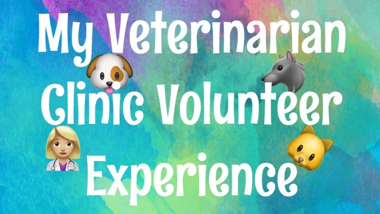 My Veterinarian Clinic Volunteer Experience