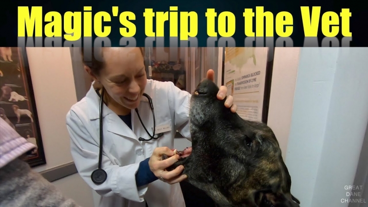 Magic's trip to the vet – Part 1